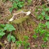 04 Aktion April 25 Feen und Wichtelwald